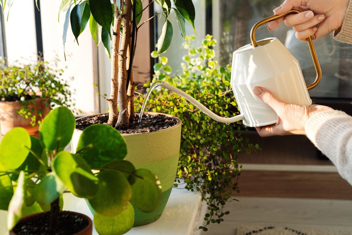 eine Frau gießt mit einer weißen Gießkanne ihre Zimmerpflanzen
